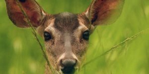 COVID is evolving quickly in white-tailed deer, study finds