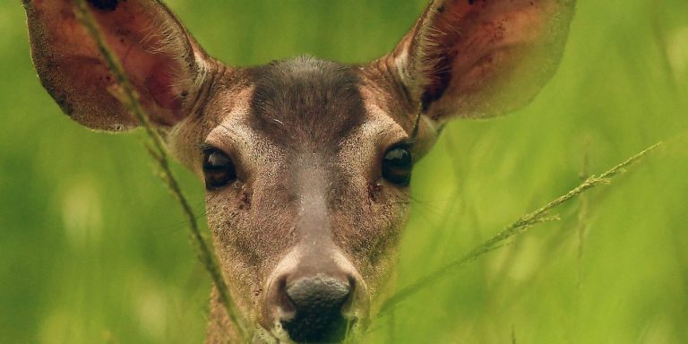 COVID is evolving quickly in white-tailed deer, study finds